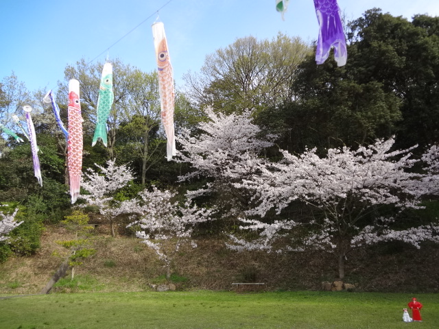 横田公園　桜開花🌸